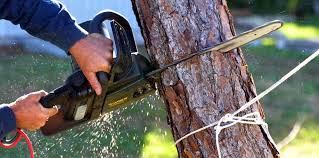 Best Fruit Tree Pruning  in Wolf Trap, VA