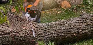 Best Tree Health Inspection  in Wolf Trap, VA