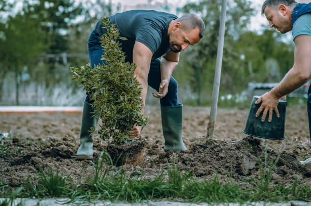 Best Tree Preservation Services  in Wolf Trap, VA