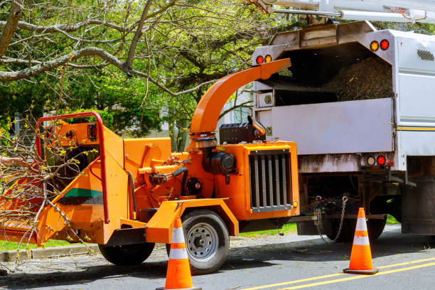 Best Leaf Removal  in Wolf Trap, VA