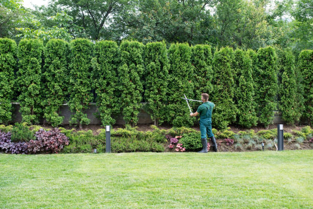 Best Pest Control for Lawns  in Wolf Trap, VA