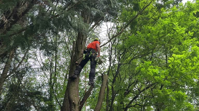 How Our Tree Care Process Works  in  Wolf Trap, VA