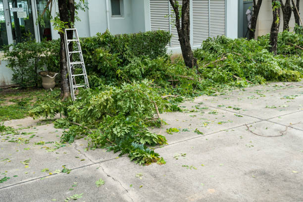Best Root Management and Removal  in Wolf Trap, VA