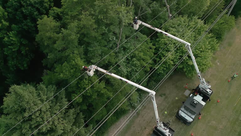 Best Tree Cabling and Bracing  in Wolf Trap, VA