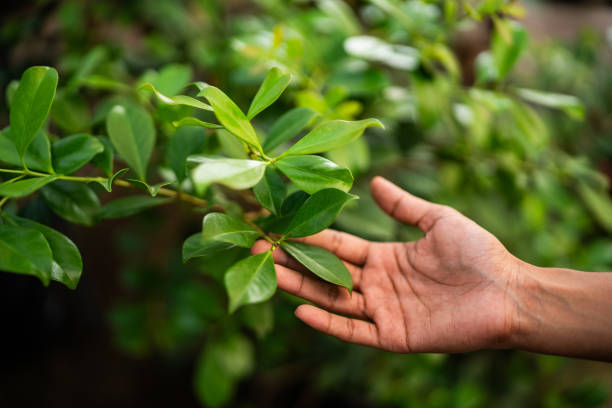 How Our Tree Care Process Works  in  Wolf Trap, VA