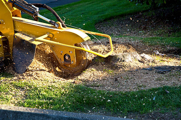Best Tree Trimming and Pruning  in Wolf Trap, VA