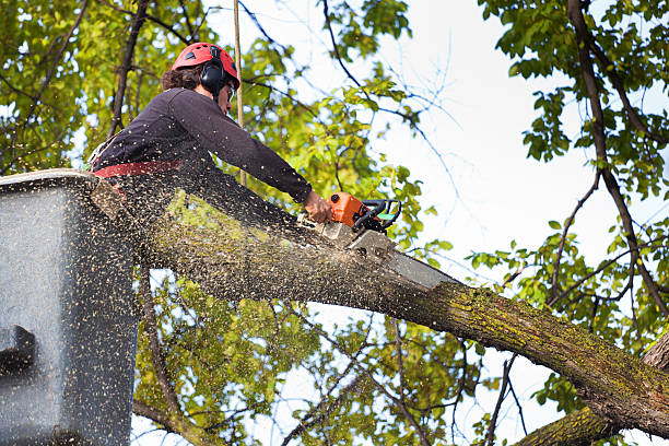 Lawn Watering Services in Wolf Trap, VA